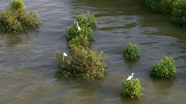 Aerial white egret birds searching for food in mangrove trees