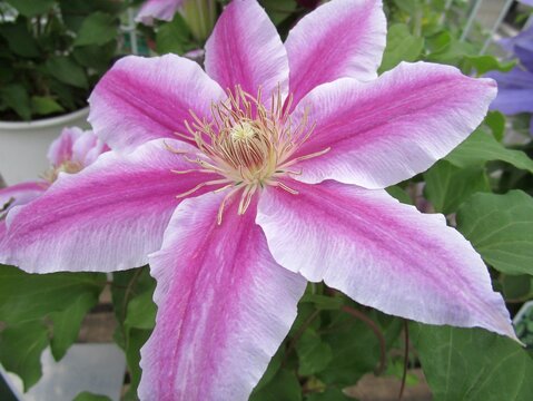 ピンクのクレマチスの花のアップ