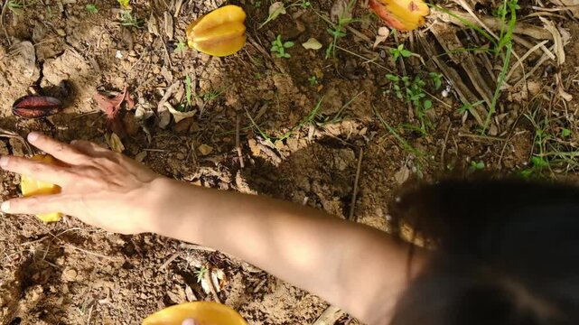 The movement of a woman's hand picking up starfruit on the ground