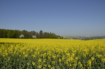 Fototapeta premium Rapeseed field with yellow flowers in the Czech countryside during spring. Bright blooming landscape with copy space, representing agriculture, oil production, and natural background. 