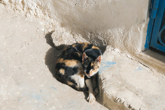 チュニジアのスースのメディナにいる猫