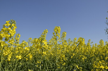 Obraz premium Rapeseed field with yellow flowers in the Czech countryside during spring. Bright blooming landscape with copy space, representing agriculture, oil production, and natural background. 