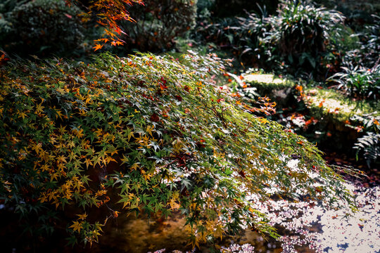 Nov 23 2025 Autumn Maple Leaves During Sanzen in Zen Temple