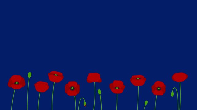 Red poppies lower border background with copy space on navy blue for Remembrance and Memorial Day.