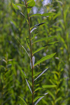 Salix caprea displays vibrant green foliage in a natural setting during early spring showcasing its slender stature and elongated leaves