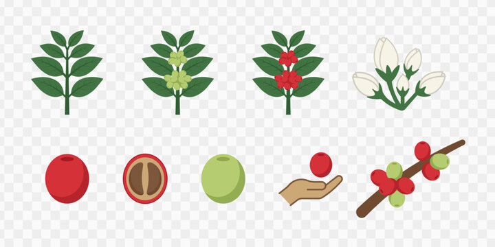 Coffee Plant Life Cycle Clipart Set with Flowers Berries and Beans