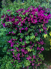 Fototapeta premium A vibrant, dense cascading display of magenta pink bougainvillea flowers and lush green leaves in a Mediterranean-style garden