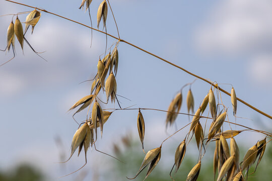 Wild oat seed heads sway gently under a clear sky showcasing their golden hue against a backdrop of fluffy clouds and lush greenery