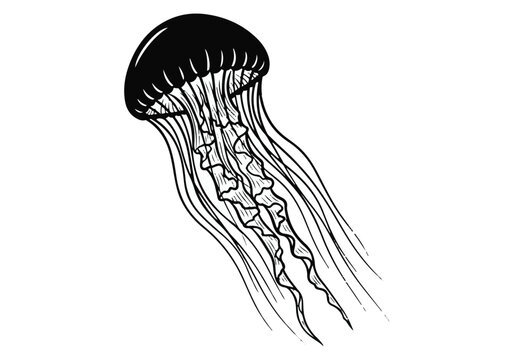 Jellyfish Vector Illustration, Hand Drawn Sea Life Drawing in Vintage Engraving Style for Marine Design