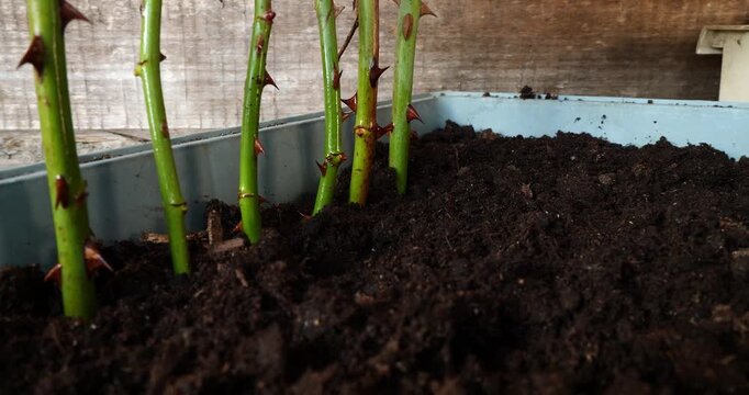 Close up view of rose cuttings being planted in a row inside a container with potting soil for propagation, showcasing a method of asexual reproduction for growing new plants in a garden.