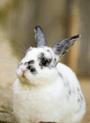 Obraz premium Portrait of a rabbit with black and white fur. 