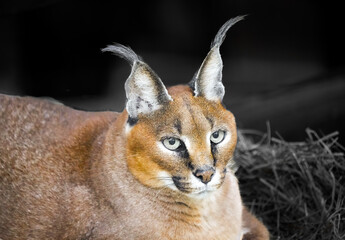 Portrait of a caracal. Close-up of the animal. Caracal caracal.  © Elly Miller