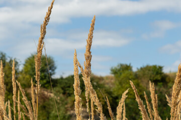 Fototapeta premium Wood small-reed growing in sunny landscape with clear blue sky and green trees in the background during late summer
