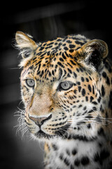 Obraz premium Portrait of a leopard. Close-up of a Chinese leopard. 