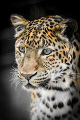 Naklejka premium Portrait of a leopard. Close-up of a Chinese leopard. 