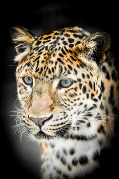 North-Chinese Leopard
