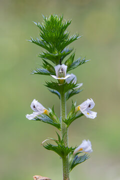 Euphrasia officinalis known as eyebright blooming among green foliage in a natural setting during the early summer season