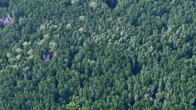 Aerial drone view of mangrove forest Kuala Gula coastline
