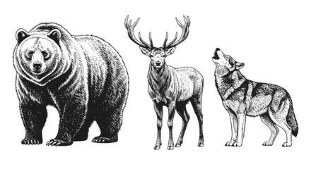 Obraz premium Animal Drawing of Bear Stag and Howling Wolf in Vintage Engraving Style