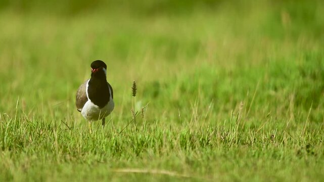 Graceful red wattled lapwing captured in green field under calm daylight