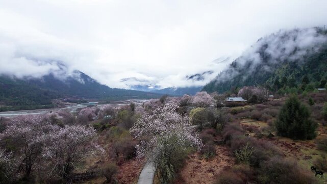 Drone view of village in Bomi County, Nyingchi, Tibet, China. Beautiful pink peach blossoms with snow covered mountains and white belt clouds background. 4k real time footage, travel concept.