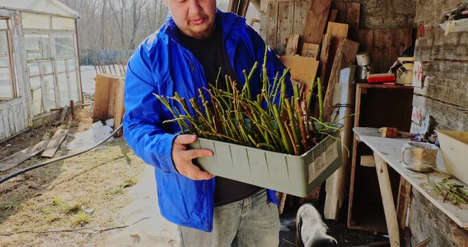 Dedicated gardener carefully processing and planting rose cuttings into a container with soil, preparing them for propagation in his rustic backyard shed during early spring season.