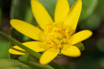 Fototapeta premium Bright yellow Ficaria verna lesser celandine wildflower in full bloom, shown in stunning macro detail. Golden petals and pollen stamens glow beautifully against a soft, blurred green spring backdrop