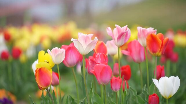 Spring tulip flower field with colorful bloom, pink red yellow white petals, soft garden blur background