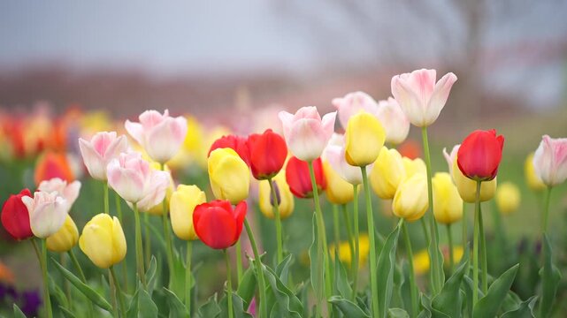 Spring tulip flower field with pink red yellow bloom, colorful petals, soft bokeh garden background, blooming stem focus