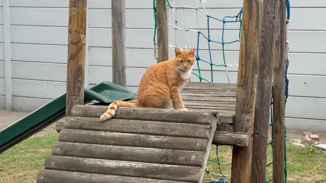 A cat playing outside in a suburban house on a jungle gym.