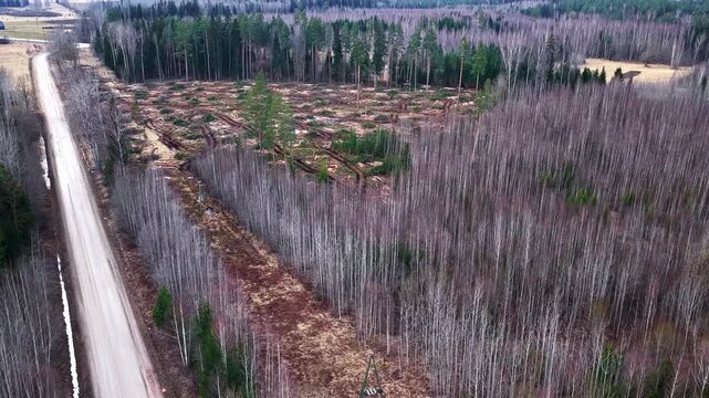 Logging cutting area with felled trees alongside a bare forest and a dirt road