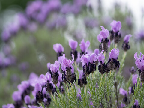 フレンチラベンダーが初夏の花壇に咲く