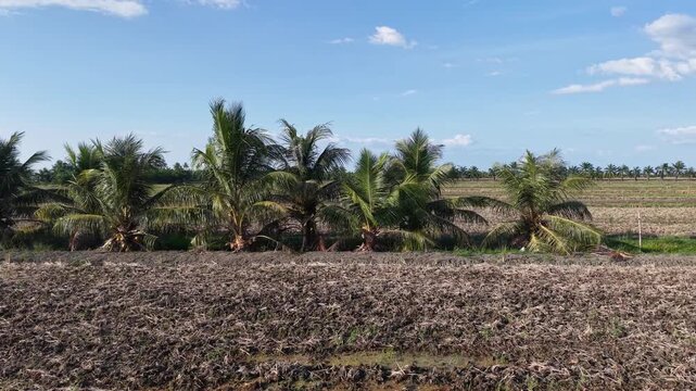 Aerial Drone View of Tanjung Piandang Paddy Fields Malaysia