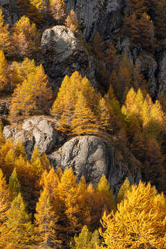 Autumn larch trees and rock formations in Ecrins National Park. Landscape in the Romanche Valley near Villar-d&rsquo;Arene, Hautes-Alpes, French Alps, France