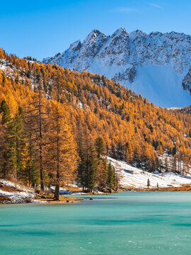  Autumn larch forests and frozen Orceyrette Lake in the Briancon region, Hautes-Alpes, French Alps. Scenic landscape with fall to winter season change