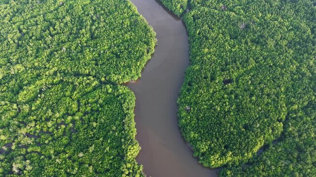 Aerial Drone View of Sungai Pulai Mangrove Forest Johor Malaysia