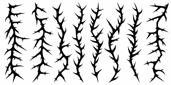 A collection of black thorn covered plant stems against white