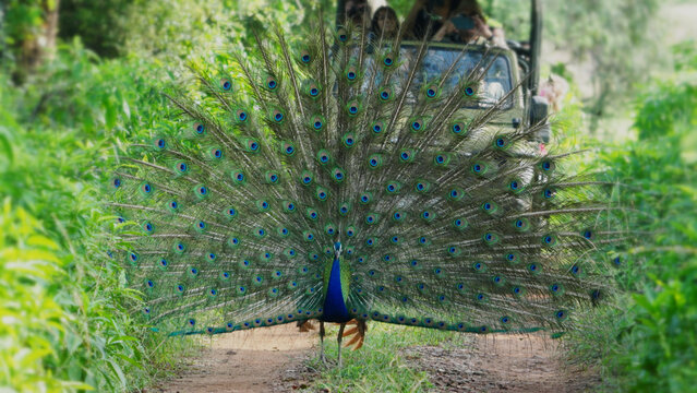 A peacock spreading its feathers in the forest of India