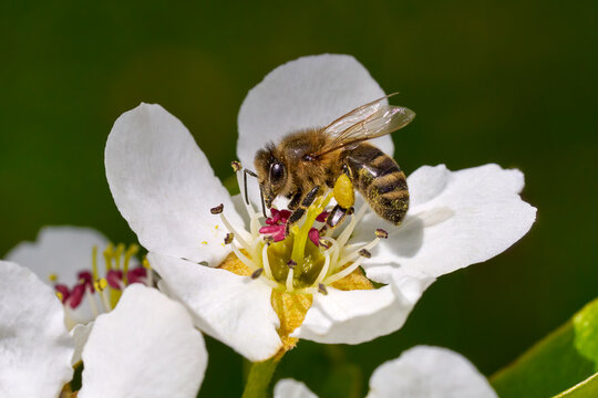 Biene sammelt Pollen auf einer Birnenbl&uuml;te (Pyrus) - Westliche Honigbiene (Apis mellifera) mit Pollenh&ouml;schen - Sulz am Neckar, Deutschland