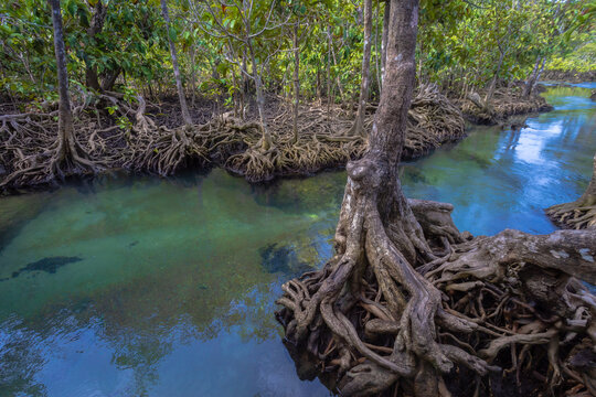 Tha Pom Klong Song Nam is a natural study area featuring ancient mangrove trees, an emerald green stream. The water originates from a swamp forest on the mountain and flows into the Andaman Sea, Krabi
