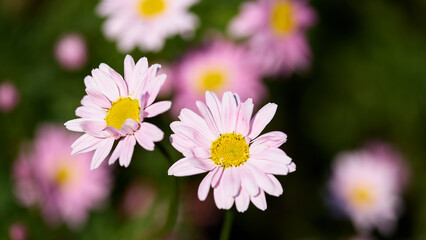 Fototapeta premium Beautiful pink daisies blooming in a vibrant garden during spring sunshine