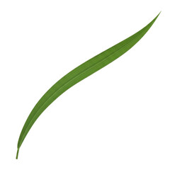 Fototapeta premium Fresh green rice plant leaf isolated vector illustration flat design