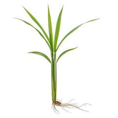 Obraz premium Green rice plant isolated on white background vector illustration flat design