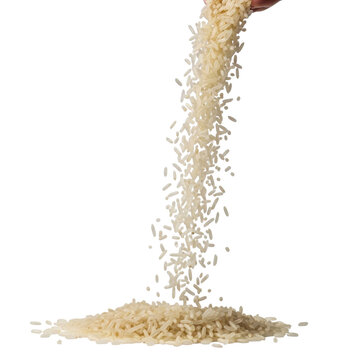 Golden rice grains pouring from stalk vector illustration flat design