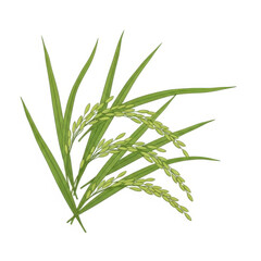 Fototapeta premium Fresh green rice plant sprouts growing in field vector illustration flat design