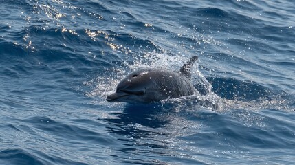 Obraz premium A dolphin swims through the ocean water with a splash