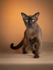 Portrait of a Burmese cat. The yellow background accentuates the animal's yellow eyes © dewessa