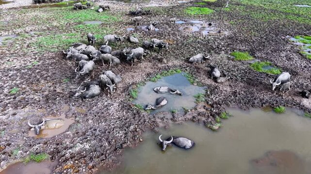 Aerial view of buffaloes wallowing and resting on muddy land near water.