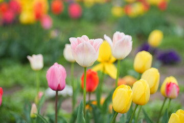 Obraz premium Tulip flower garden spring bloom colorful field soft focus