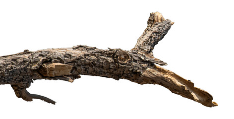 Fototapeta premium Dry branches isolated on a transparent background.